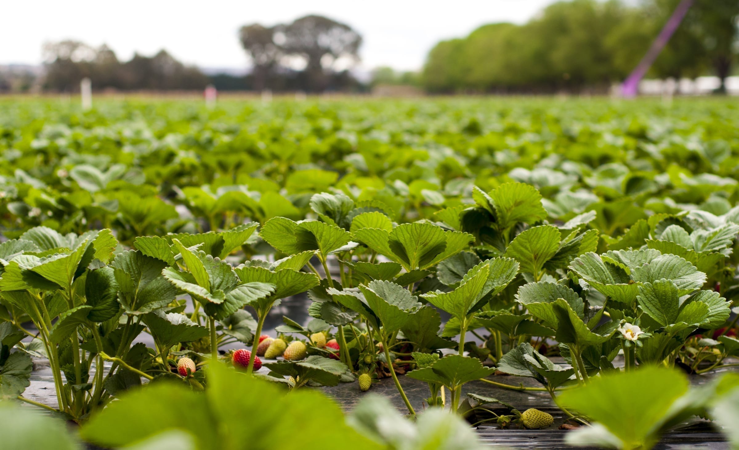 Strawberries Growing Primary Industries Consulting